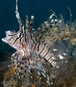 Indian Lionfish