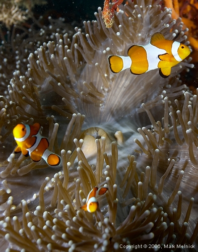 Clown Anemonefish