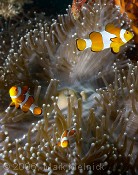 Clown Anemonefish