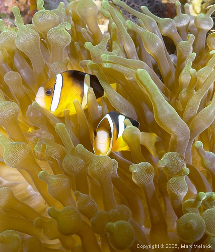 Threeband Anemonefish