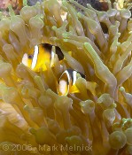 Threeband Anemonefish