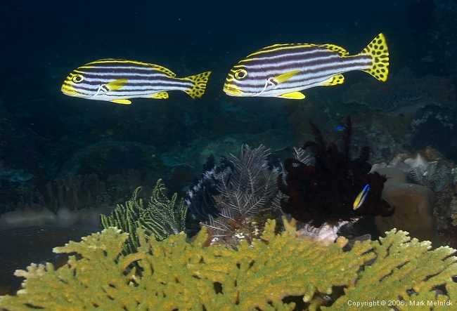 Oriental Sweetlips