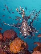 Indian Lionfish