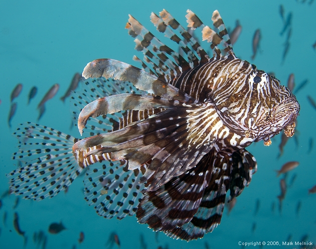 Indian Lionfish