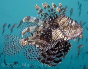 Indian Lionfish