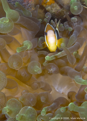 Anemonefish