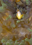 Anemonefish