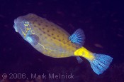 Yellow Boxfish that got away