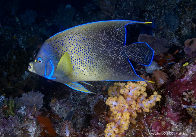 Semicircle Angelfish