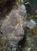 Frogfish