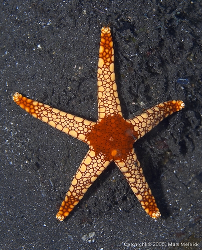 Starfish