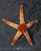 Starfish