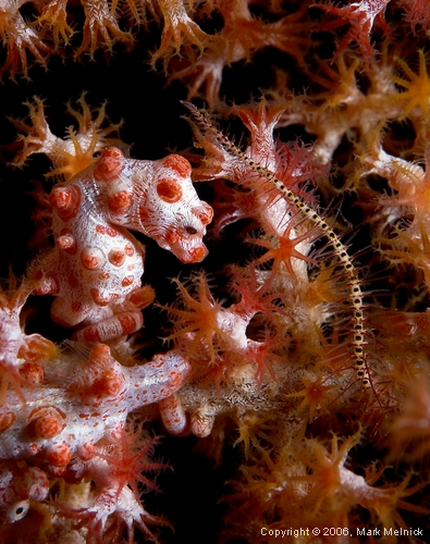 Pigmy Seahorse