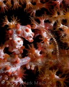 Pigmy Seahorse