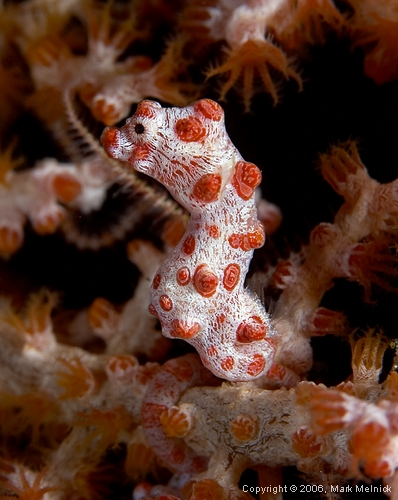 Pigmy Seahorse