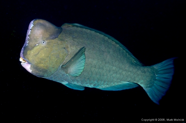 Bumphead Parrotfish