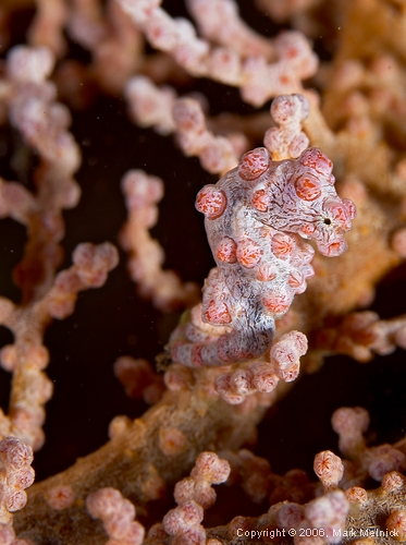 Pigmy Seahorse