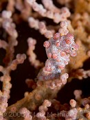 Pigmy Seahorse