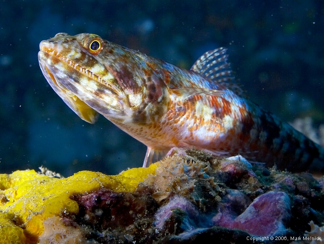 Lizardfish