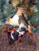 Matting Nudibranchs