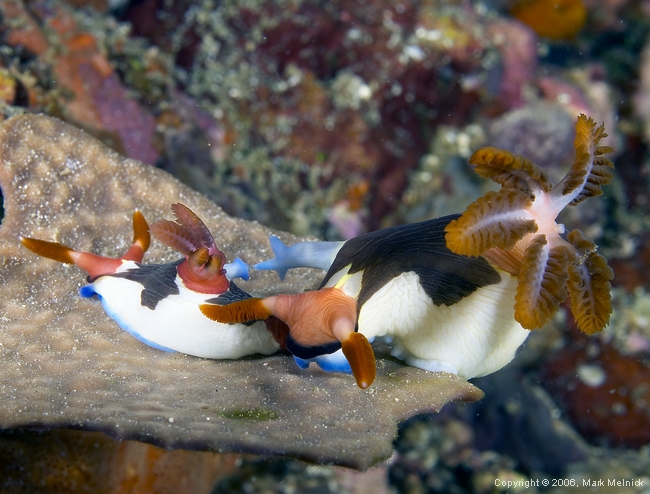 Matting Nudibranchs