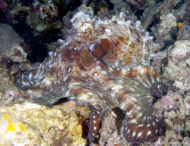 Octopus