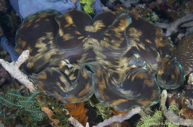 Giant Clam