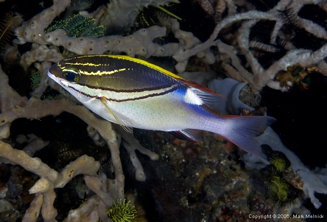 Bridled Monocle Bream