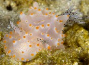 Nudibranch