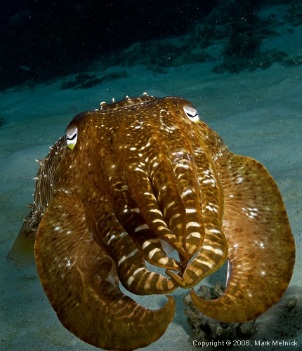 Cuttlefish