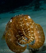 Cuttlefish