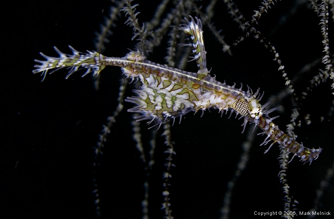 Ghost Pipefish