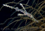 Ghost Pipefish