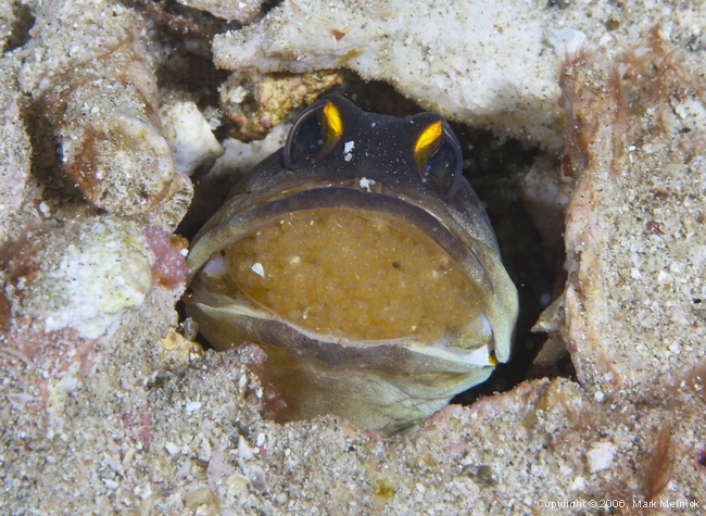 Jaw fish with eggs in the mouth
