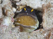 Jaw fish with eggs in the mouth