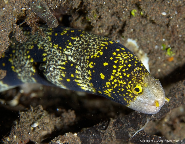 Eel