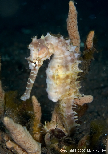 Seahorse