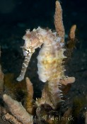 Seahorse