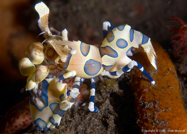 Harliquin Shrimp