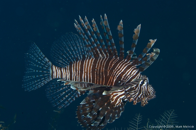 Lionfish