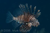 Lionfish