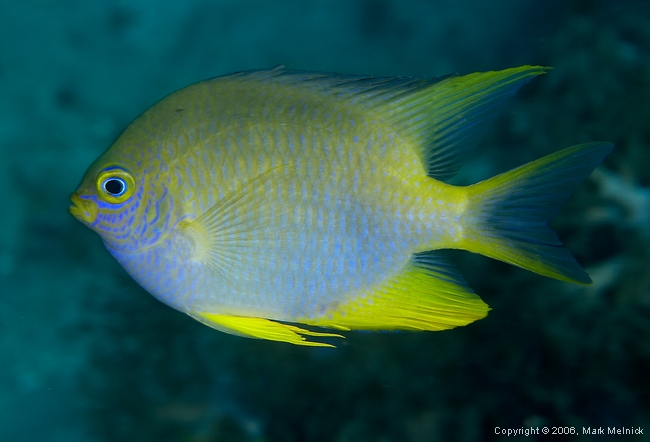 Damselfish