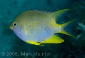 Damselfish