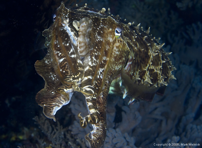 Cuttlefish