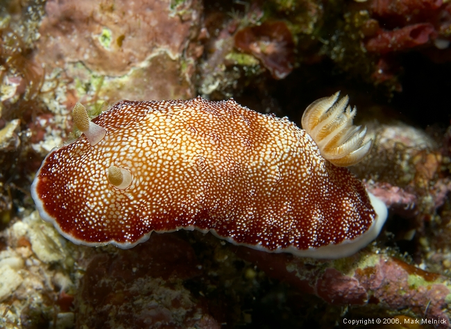 Nudibranch