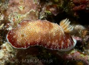 Nudibranch