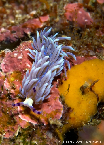 Nudibranch