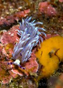 Nudibranch