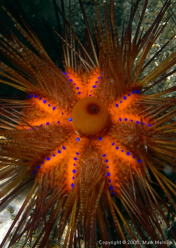 Urchin