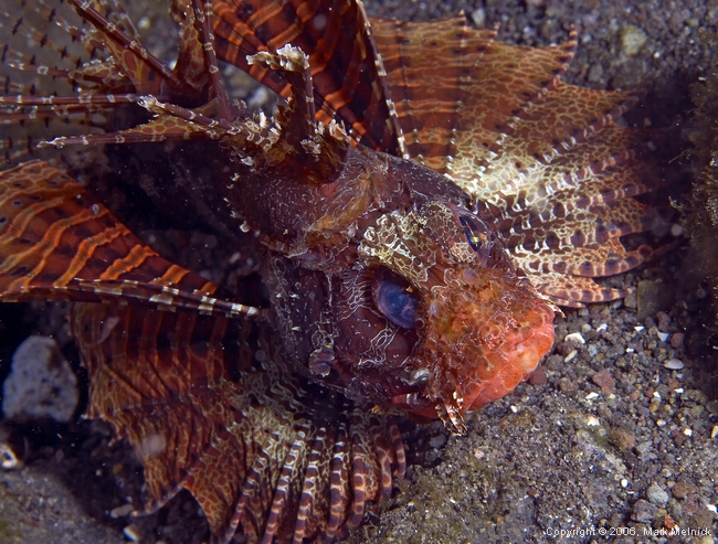 Shortfin Lionfish